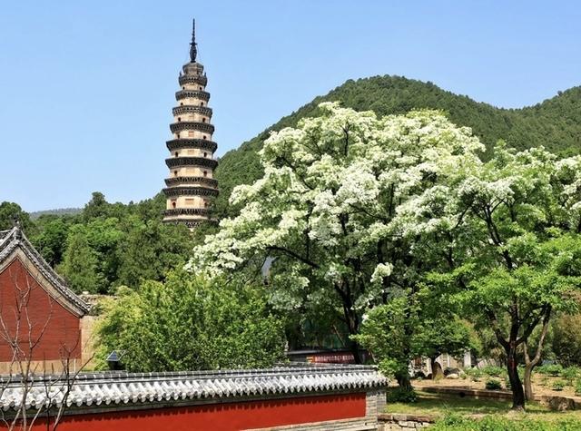 一座千年古刹的“诗意突围”：灵岩寺景区如何以诗词互动撬动文旅新生态