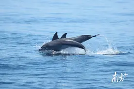 鼋现身、白海豚洄游、东方白鹳越冬……汕头生物多样性日渐丰富图片