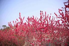 罗城天河镇：村民自治盛开“幸福花”图片