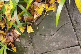 青城山出现大量铁线虫  专家：每年初冬都会出现，一般情况不会寄生在人体内图片