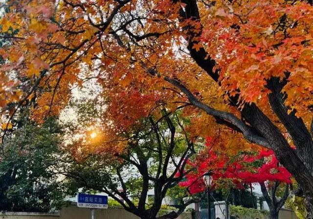 新华社+《国家地理》推荐 快来打卡山东秋景限定款