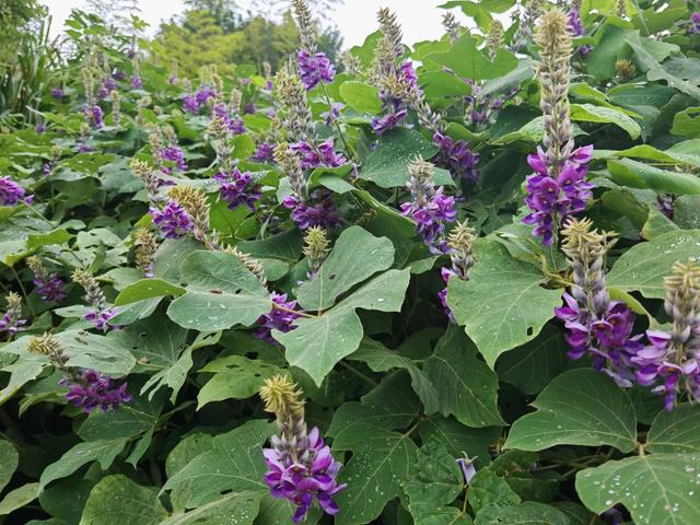 这座曾有“小南京”之称的千年古村，竟然是醴陵陶瓷的源头