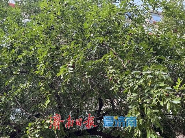 一年四季 泉在济南丨三百年枣树迎金秋 硕果累累添风情