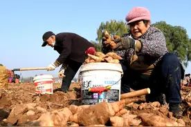 河北成安：小“地黄”种出“大产业”图片