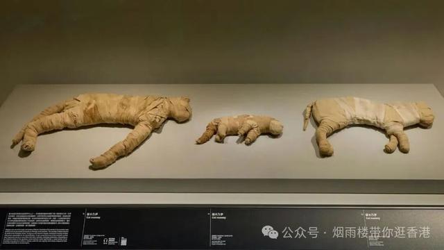 香港年度最重磅的文化盛事开放参观！