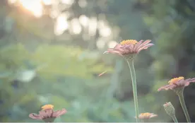 校家社协同育人 | 请允许我们慢慢来图片