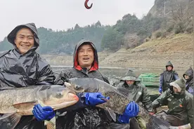 新春走基层丨“起鱼啰！”怀化沅陵冬捕起鱼6万公斤供应年货市场图片