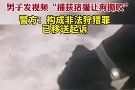 男子发视频“捕获猪獾让狗撕咬”，警方：构成非法狩猎罪，已移送起诉图片