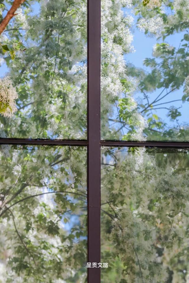 在樱花季的尾声，云南大学呈贡校区的白流苏火了！