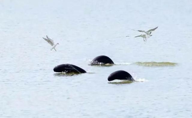 赶紧收藏！上饶冬天真正的“顶流”是它们！这些观鸟地你准备什么时候来？