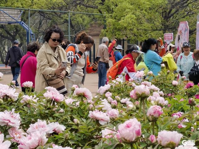 国色倾城！快来中山公园，赴一场牡丹之约