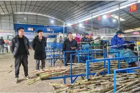 石龙镇：甘蔗种苗厂“火力全开”冲刺春耕“开门红”图片