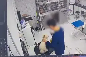 一宠物医院员工暴力摔打宠物狗，院方致歉：涉事者已被开除图片