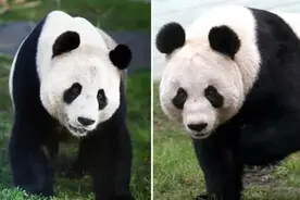 一次四只！旅英大熊猫夫妇“阳光”“甜甜”和旅德大熊猫哥俩“梦想”“梦圆”或将同时启程回家图片