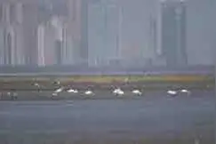 泉州湾“鸟浪”来袭 目前已观测到2万多只候鸟，登上央视新闻联播图片