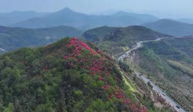 安徽庐江：杜鹃花开红似火 一条山路通向“富”