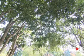 八月十五桂花不香 今秋山城桂花为何“迟到了”？图片