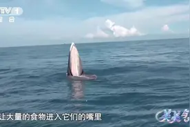 因为干饭，涠洲岛布氏鲸又出圈了！图片