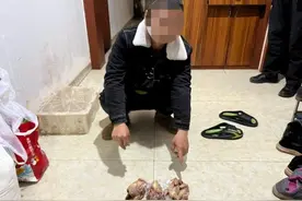 老鹰被多次转卖后遭宰食！盗猎团伙5人落网，平时各有职业，因“狩猎爱好”结识图片