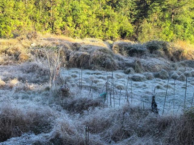今晨，大湖一夜美成“水晶宫”！