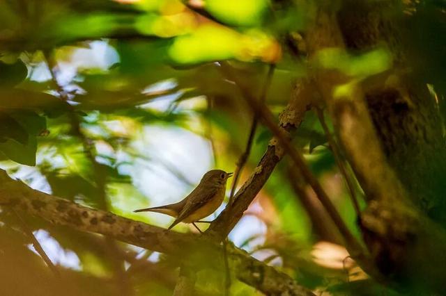 暖冬“追鸟”去！在海口美兰，邂逅灵动之美~