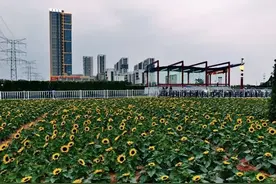 出站就遇见花海！地铁三号线番禺石碁南站向日葵美丽绽放图片