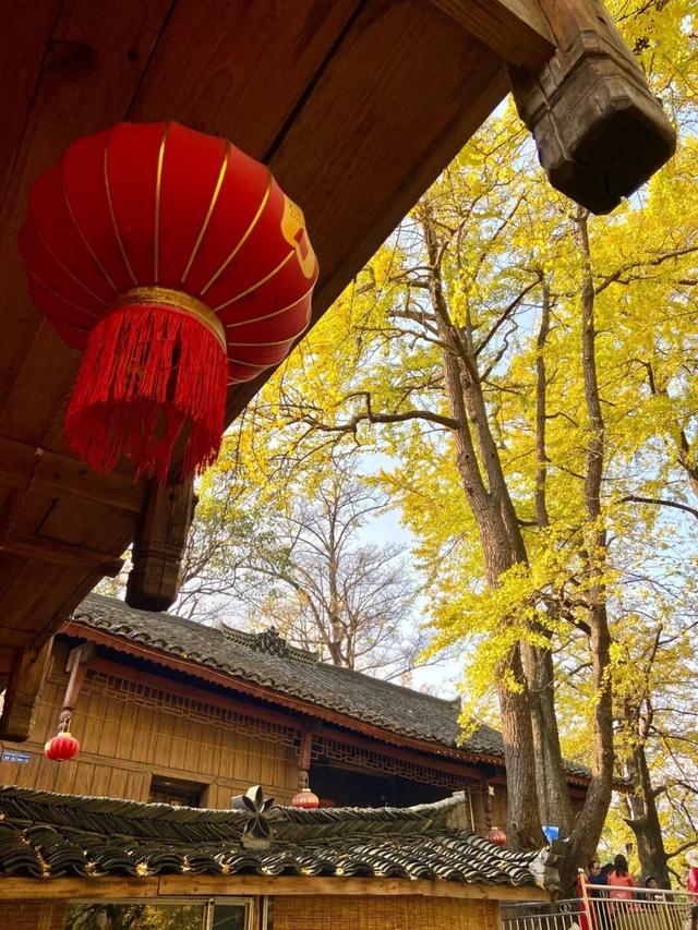 凉都秋韵｜赴一场千年之约：妥乐的秋天，是银杏写的童话