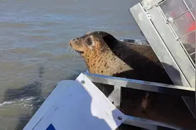 23只斑海豹在辽宁大连放归大海图片