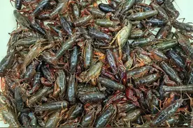 馋！鲜活小龙虾已上市，价格同比降两成图片