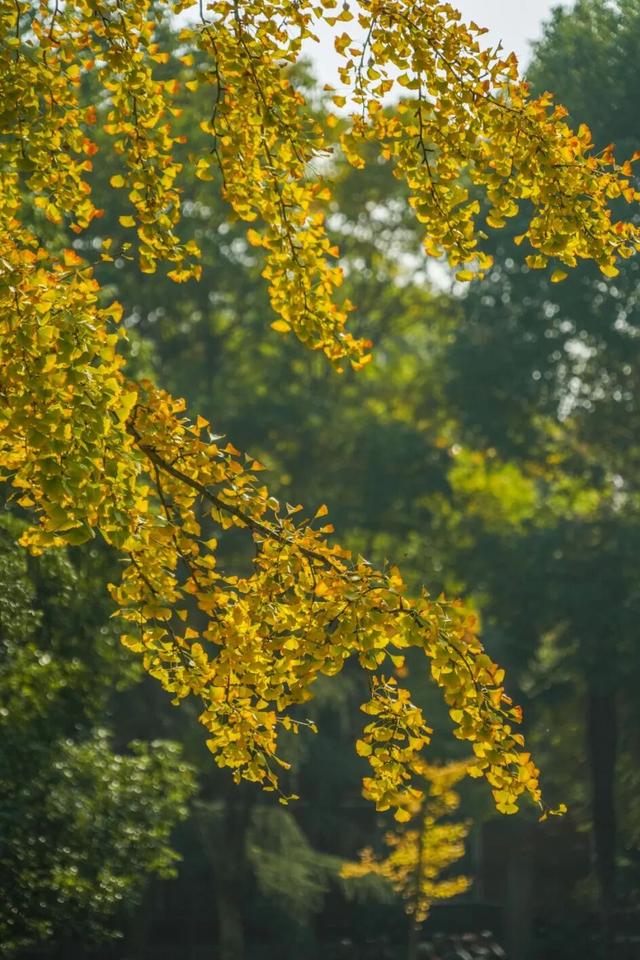 “美神”降临！太仓限定秋日美景，真的“杀”疯了！