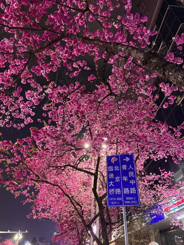 谁懂！打工人的顶级治愈！3月的昆明全城加载粉色滤镜，卷不动就在通勤路上看看花！附赏花大道攻略→