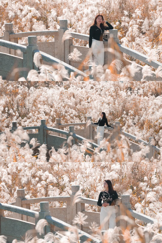 文旅湘江丨绝对不可以，错过长沙版的「秋日芦苇海」