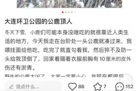 大连有人喂鹿被撞？动保志愿者：喂食不要靠太近图片