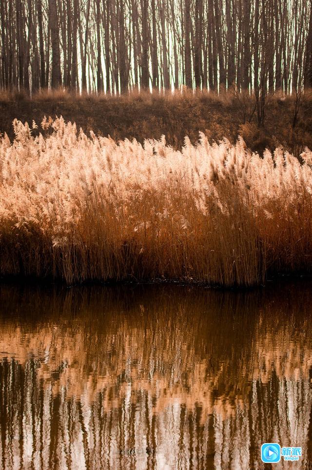 冬日芦苇披“金装” 摇曳生姿成美景