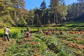 小黄姜大产业，新质生产力推动湖南汝城生姜产业高质量发展图片