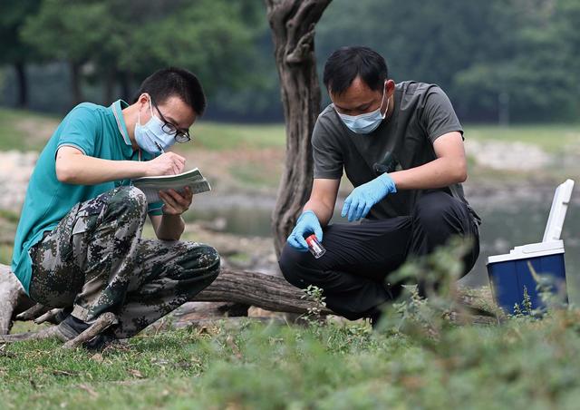 麋鹿回归四十年：一场跨国接力的物种拯救丨封面人物