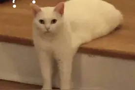 “互换特产”走红！新型社交还是骗局？图片