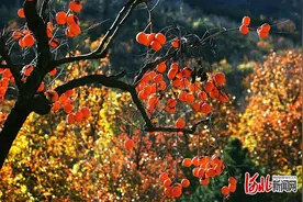 诗画田园·醉美秋冬丨保定市满城区山水休闲生态之路图片