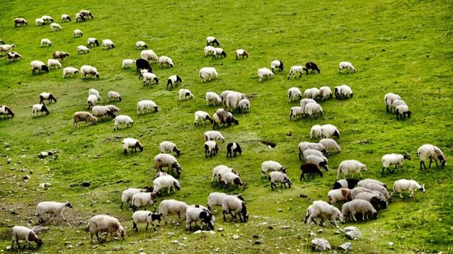 2026大皖研学夏令营·青海篇｜移动城堡房车6日营