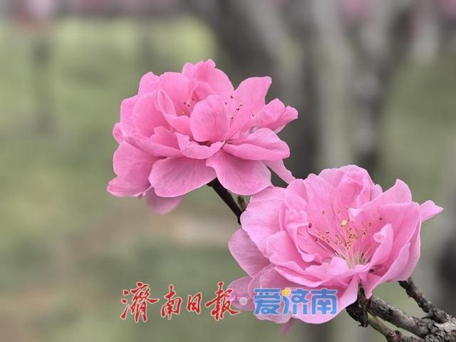 清明赴花约！济南植物园承包你的春日极致浪漫