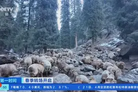 新疆伊犁11.7万只牲畜开启春季转场 “服务站+服务队”为牧民保驾护航图片