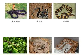 小心！蛇出没……被蛇咬了该咋办？正确处理方式你知多少？图片