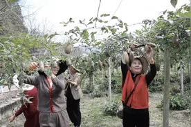 锦屏：奇特水果引客来图片