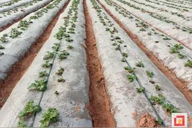 贡井区五宝镇：万亩秋马铃薯采挖忙图片