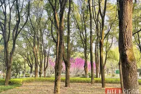 落叶讲述着四季故事，这份科普请查收！图片