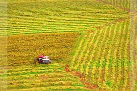 【瞰见】花落籽结 油菜归仓图片