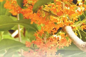 桂花有多少品种？（把自然讲给你听）图片