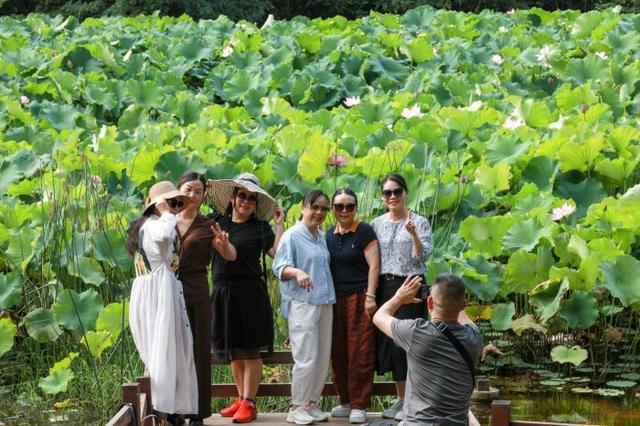 一池夏韵“荷”你有约 观山湖公园荷花盛放