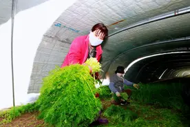 新春走基层丨蔬菜上门收，亩产超万块！德州这个村幸福感满满图片