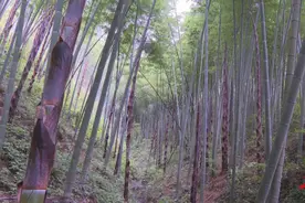 绥宁：立“竹”资源优势推动经济高质量发展图片